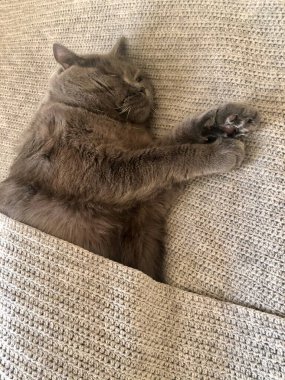 İngiliz Shortair kedisi örgü örülmüş gri bir battaniyenin üzerinde uyuyor. Gerçek fotoğraf..