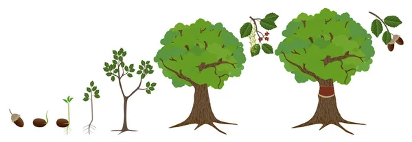 白い背景にコルクオークの木の成長のサイクル — ストックベクタ