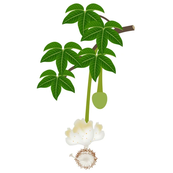 Flor Baobab Una Rama Con Hojas Sobre Fondo Blanco — Vector de stock