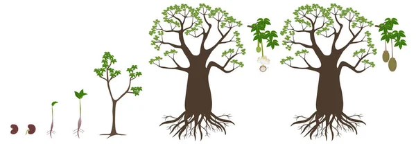 Beyaz Arkaplanda Bir Baobab Ağacının Büyüme Döngüsü — Stok Vektör