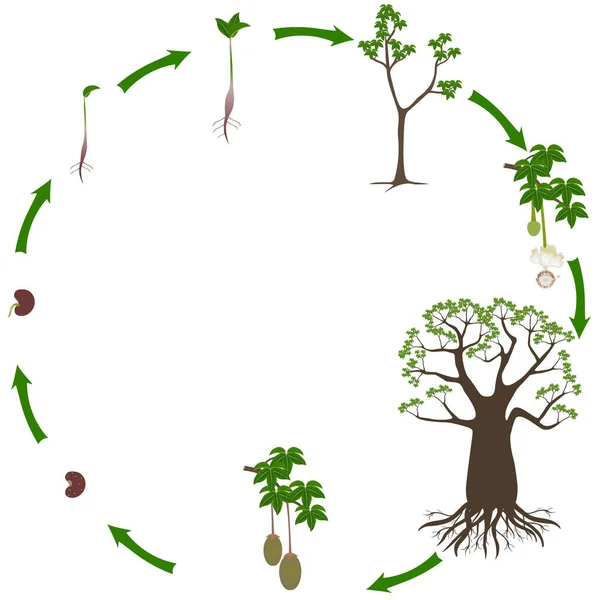 Beyaz Arkaplanda Bir Baobab Ağacının Yaşam Döngüsü — Stok Vektör
