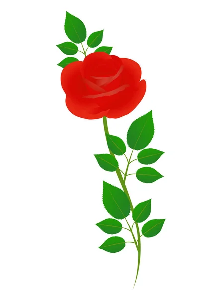 Rosa Roja Con Hojas Verdes Sobre Fondo Blanco — Vector de stock