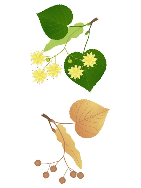 Κλαδιά Linden Λουλούδια Και Φρούτα Λευκό Φόντο — Διανυσματικό Αρχείο