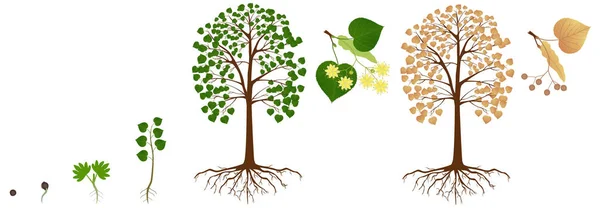 白背景的林登树的生长周期 — 图库矢量图片