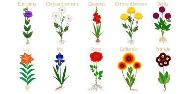 Set of flowers with roots on a white. clipart