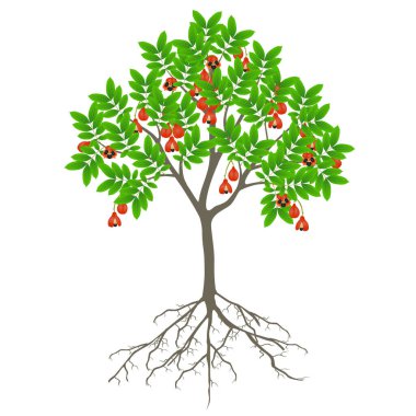 Beyaz arka planda meyve ve kökleri olan ackee ağacı.