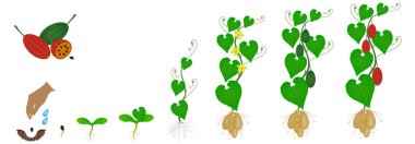 Beyaz arka planda izole edilmiş tladianta bitkisinin büyüme döngüsü.