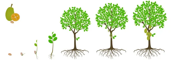Siklus Pertumbuhan Pohon Nangka Pada Latar Belakang Putih Stok Ilustrasi 