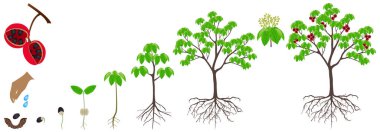 Cycle of growth of sterculia quadrifida tree on a white background.