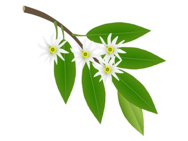 Branch of star anise with flowers on a white background.