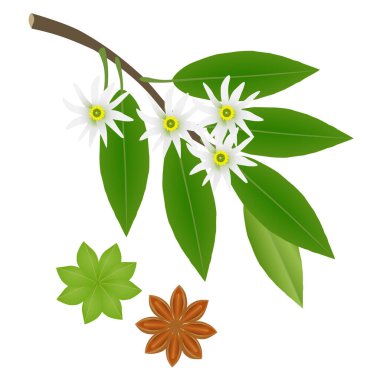 Branch of star anise with flowers and fruits on a white background.