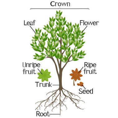 Beyaz arkaplanda izole edilmiş yıldız anason ağacı parçaları.