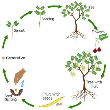 A growth cycle of parkia biglobosa mimosaceae tree on a white background.