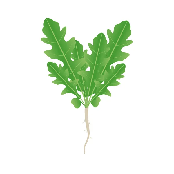 根や葉が白い背景にあるアルグラ植物 — ストックベクタ