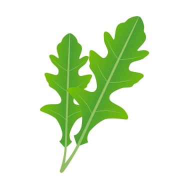 Beyaz arka planda taze roka yaprakları.