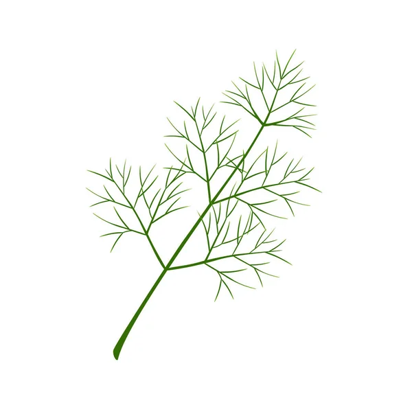 Stock vector Fresh branch of dill on a white background.