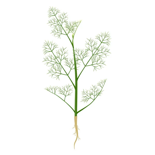 Dill Plant Met Wortels Een Witte Achtergrond — Stockvector