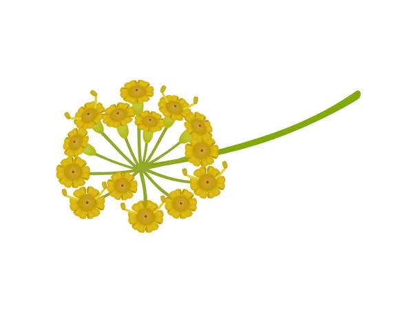 Branch with dill flowers on a white background.