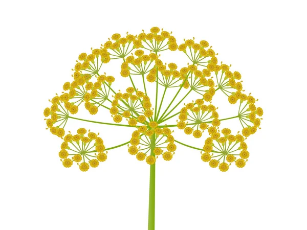 Čerstvé Květenství Kopru Bílém Pozadí — Stockový vektor