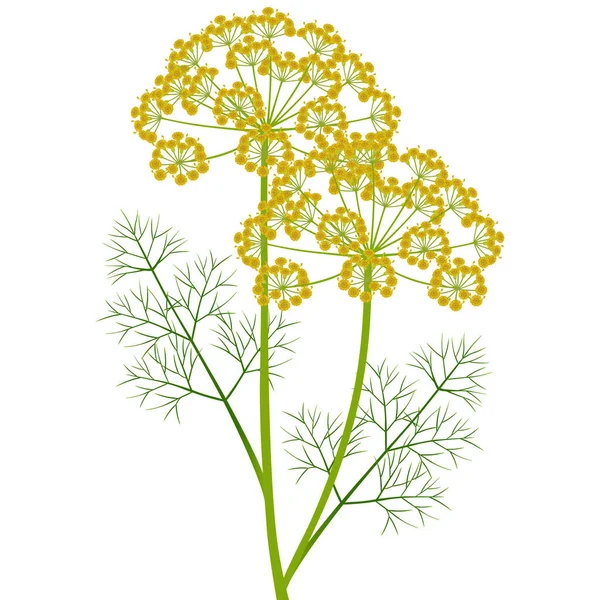 白い背景に緑色の葉を持つディルの花序 ロイヤリティフリーストックベクター