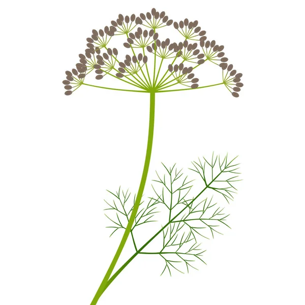Branch Dill Fruit Leaves White Background Royalty Free Stock Illustrations