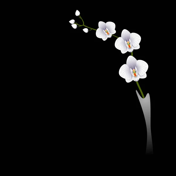 黑色底色花瓶上的白色兰花枝条 矢量图形