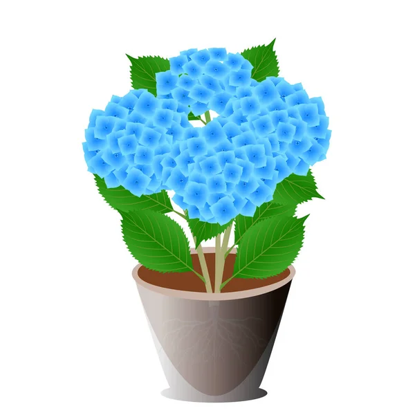 Blue Hydrangea Pot White Background — Stock Vector