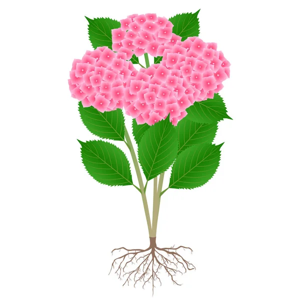 Buisson Hortensia Rose Avec Des Racines Sur Fond Blanc — Image vectorielle