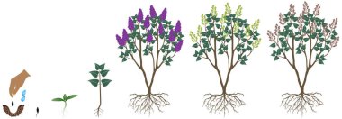 Beyaz arka planda bir leylak çalısı büyümesi döngüsü.