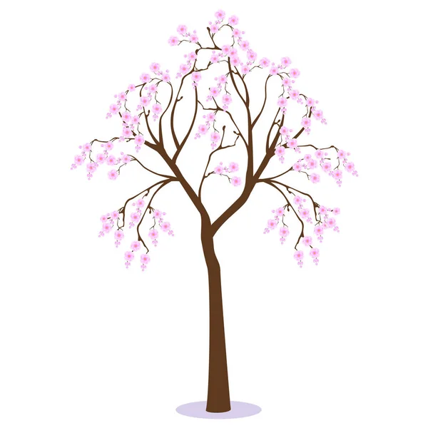 Sakura Δέντρο Ροζ Λουλούδια Λευκό Φόντο — Διανυσματικό Αρχείο