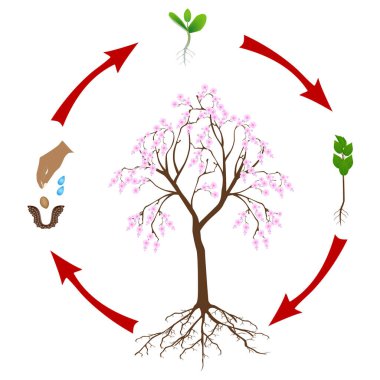 Beyaz arkaplanda sakura ağacının yaşam döngüsü.