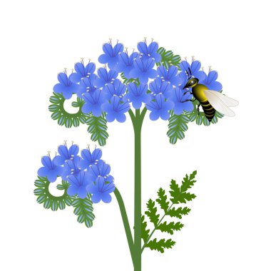 Phacelia flowers with a bee on a white background. clipart