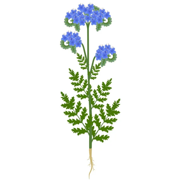 花冠植物 花和根在白色的背景上 图库插图