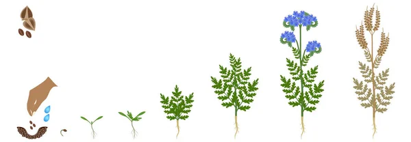 Ciclo Crescimento Uma Planta Phacelia Isolada Fundo Branco — Vetor de Stock