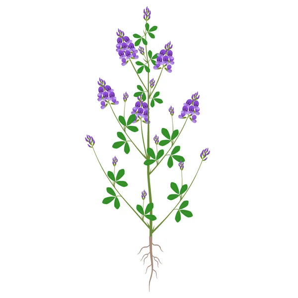 Alfalfa Rostlina Květinami Kořeny Bílém Pozadí — Stockový vektor