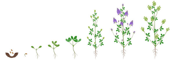 Цикл роста люцерны выделяется на белом фоне.