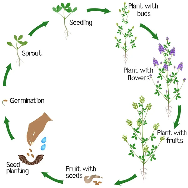 Een Groeicyclus Van Alfalfa Plant Een Witte Achtergrond — Stockvector