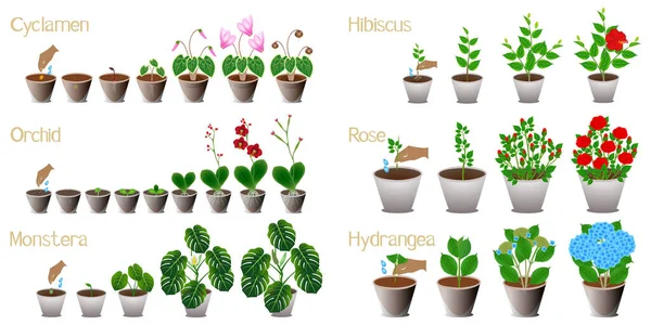 Set Growth Cycles Indoor Plants White Background Royalty Free Stock Illustrations