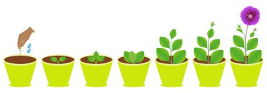 Petunya 'nın büyüme döngüsü beyaz arka planda bir tencerede.