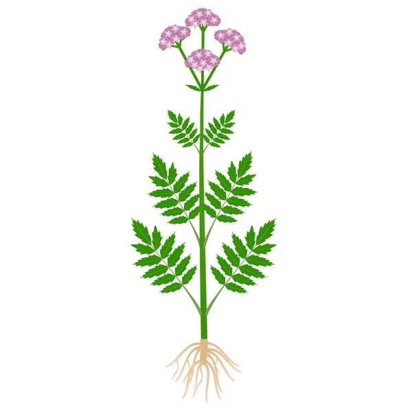 Medical Valerian Plant Roots White Background Vector Graphics