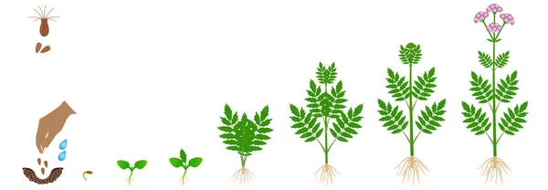 Cyklus Růstu Léčivé Rostliny Kozlíku Izolované Bílém Pozadí — Stockový vektor