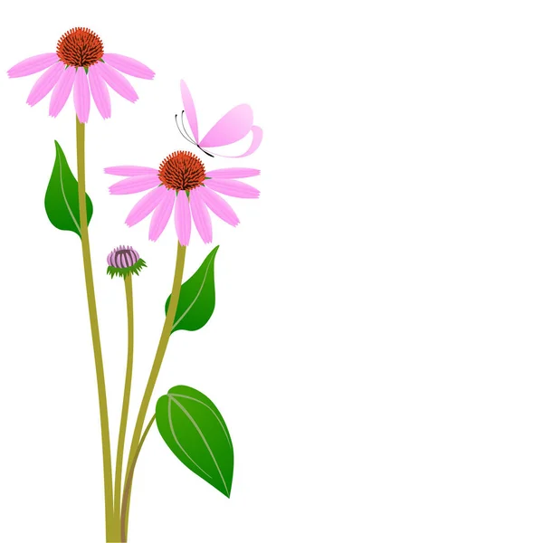 Beyaz Arka Planda Kelebek Olan Ekinezya Çiçekleri — Stok Vektör