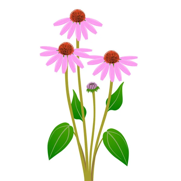 白色背景的紫锥菊花束 — 图库矢量图片