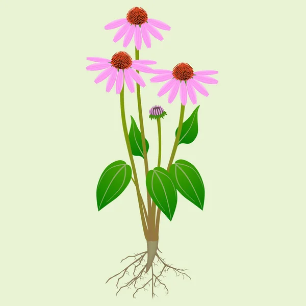 Echinacea Purpurea Rostlina Kořeny Zeleném Pozadí — Stockový vektor