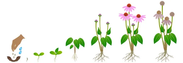 Ciclo Crescimento Planta Echinacea Purpurea Isolada Sobre Fundo Branco —  Vetores de Stock