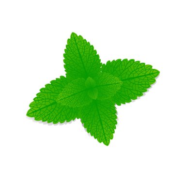 Melissa officinalis 'in beyaz arka plandaki taze yaprakları..