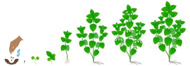 Melissa officinalis bitkisinin büyümesi beyaz arka planda izole edilmiş..