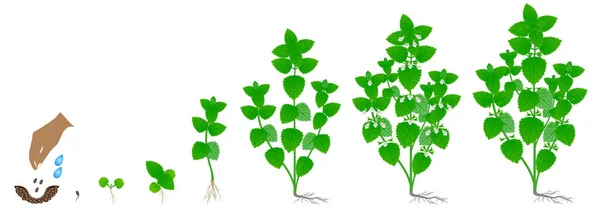 Cyklus Růstu Rostliny Melissa Officinalis Izolované Bílém Pozadí — Stockový vektor