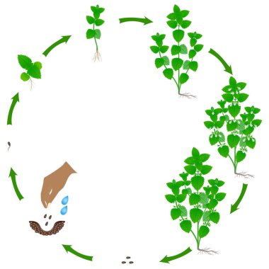 Melissa officinalis bitkisinin yaşam döngüsü beyaz arka planda.