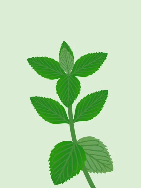 Fresh Peppermint Leaves Trendy Green Background — Stock Vector